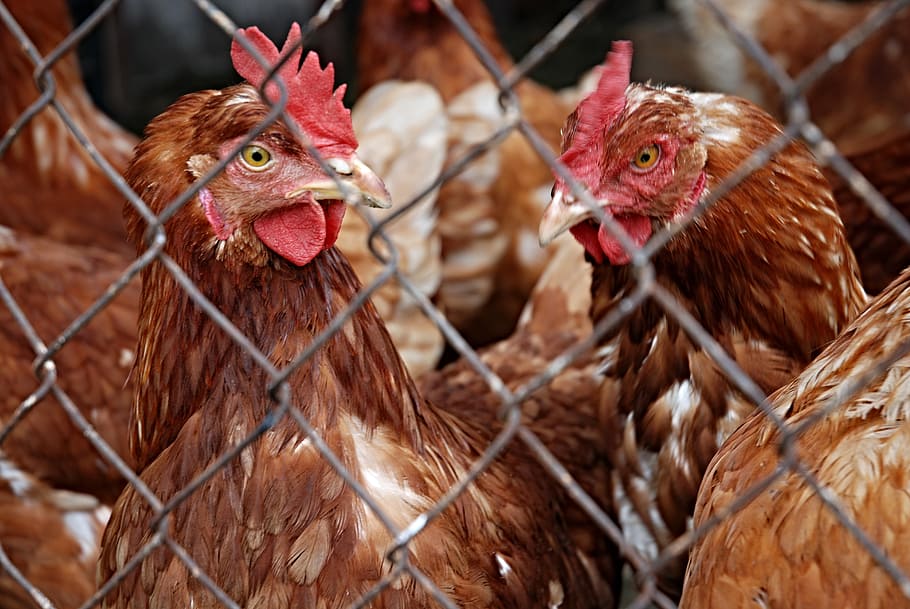 closeup, brown, chickens, hen, pets, poultry, mesh, farm, agriculture, chicken - Bird