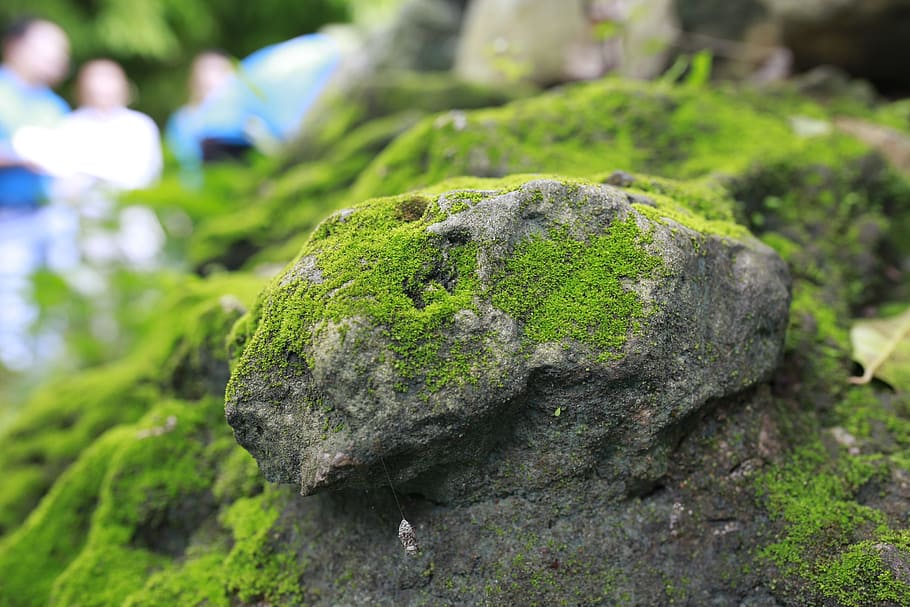 이끼 벽, 녹색, 정부의 돌, 식물, 이끼, 전경에 초점, 클로즈업, 아니 사람, 성장, 자연