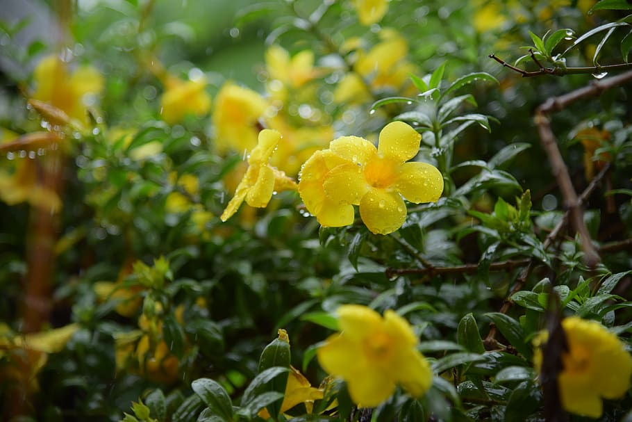 flower, yellow, nature, rain, garden, beautifull, plant, growth, beauty in nature, flowering plant