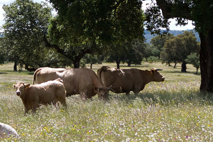 extremadura 스페인, 소, 목초지, encinas, 야생화, 풍경, 가축, 농업, 농촌, 들