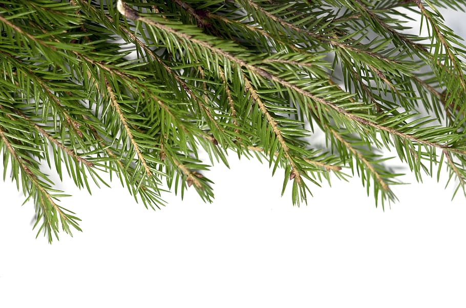 fir-tree branches, christmas tree, branch, greens, spruce, fir, fir tree, nature, tree, needles