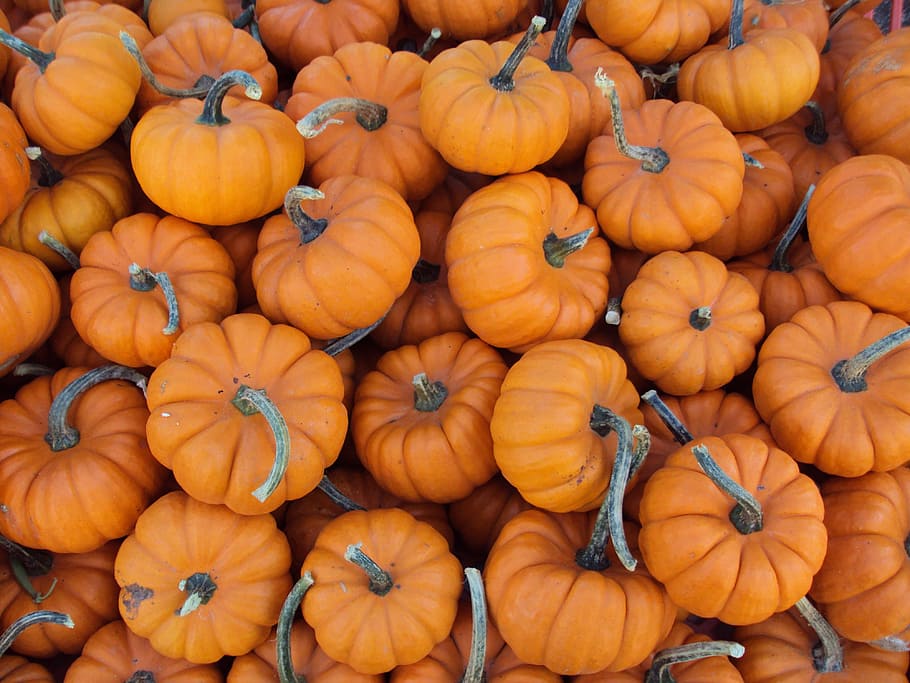 flat-lay photography, pumpkins, small pumpkins, miniature, orange, fresh, farmer's market, harvest, decoration, autumn