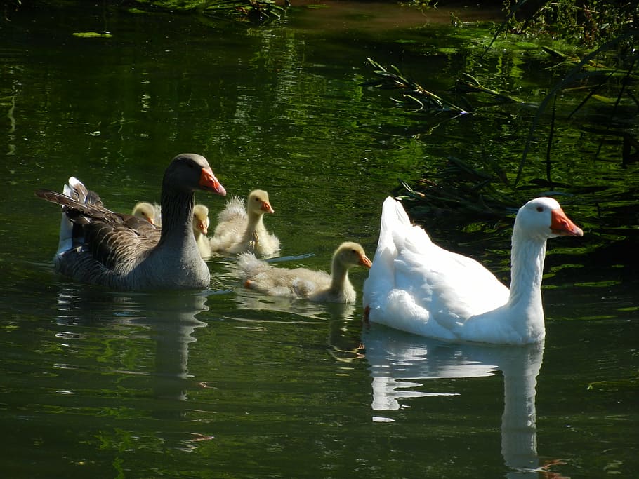 geese, goose family, water, swim, chicks, birds, bird, animal themes, animals in the wild, vertebrate