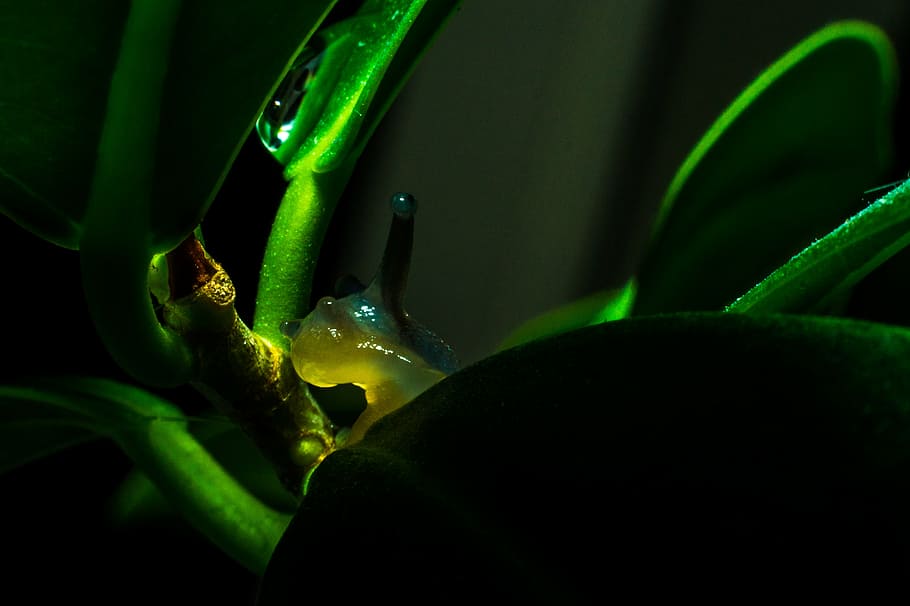 untitled, close, photography, green, leaf, plant, snail, slug, green color, close-up