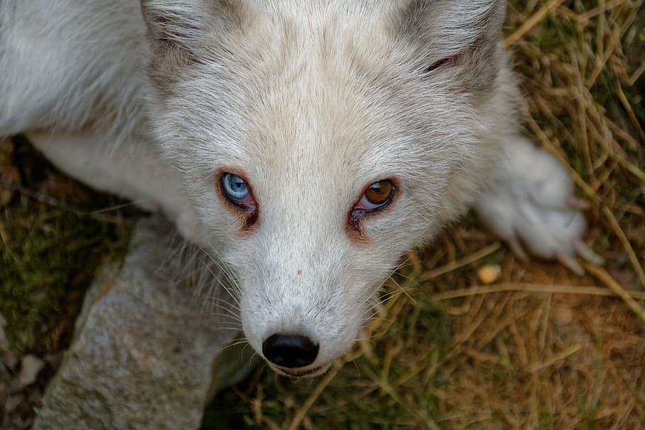 white, tan, bi-eye siberian, husky, puppy, arctic fox, fuchs, eyes, animal, wild animal