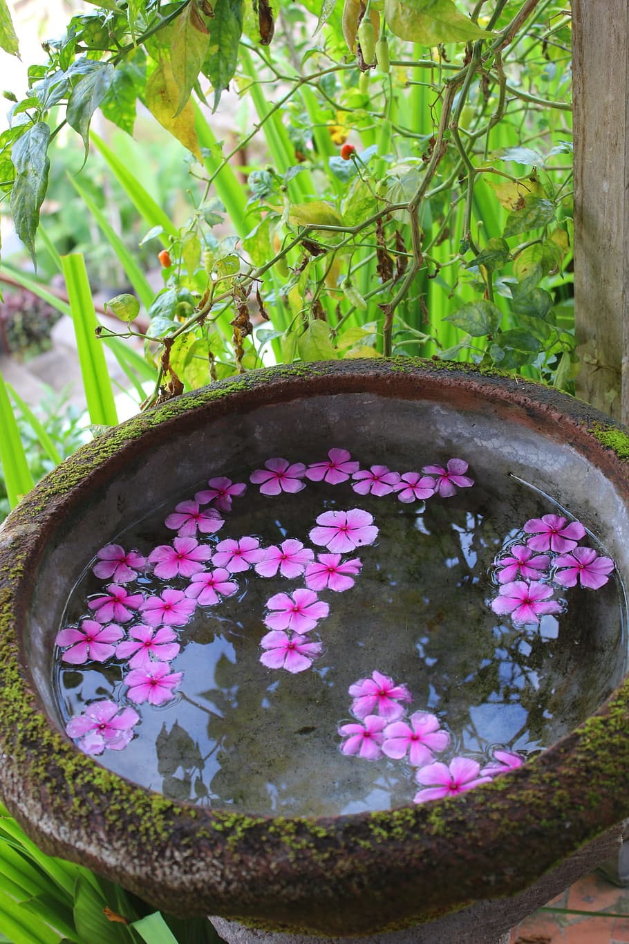Periwinkle, Water, the water, guests, flower, floating on water, nature, spa treatment, pink color, plant