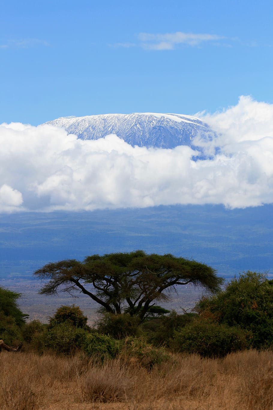 Kenya, Safari, Tree, Nature, Mountains, kilimanjaro, cloud - sky, sky, day, scenics