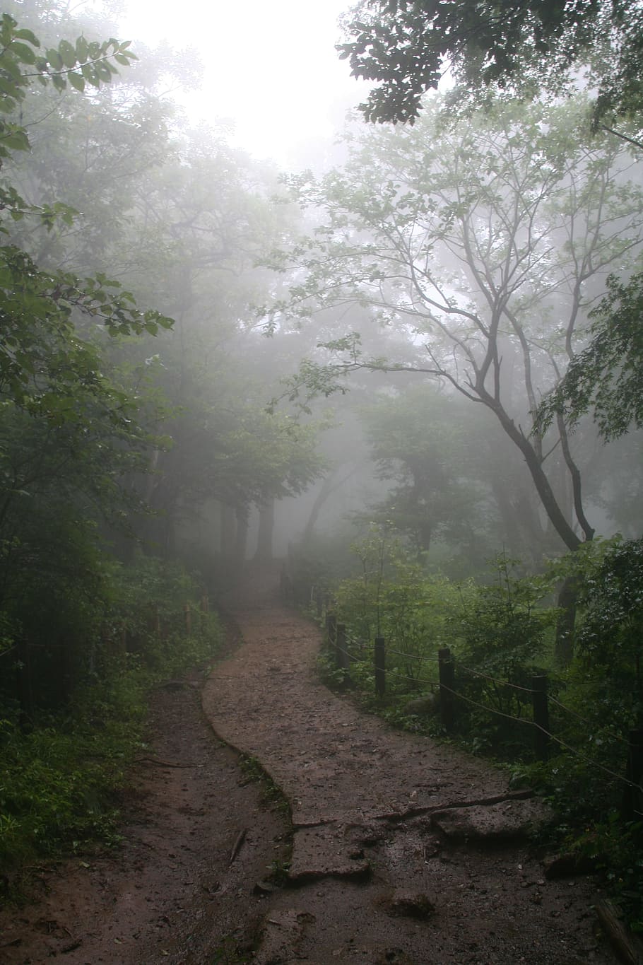 fog, forest, enchanted forest, path, tree, plant, tranquility, nature, beauty in nature, the way forward