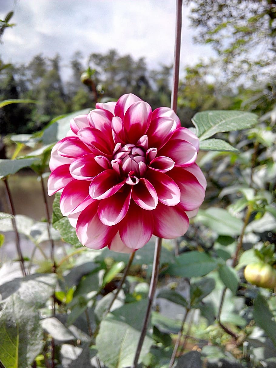 dahlia, flower, countryside, plant, flowering plant, freshness, vulnerability, beauty in nature, fragility, pink color