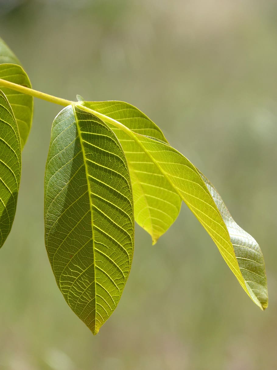 leaves, walnut, nerves, translucent, leaf, plant part, green color, close-up, nature, plant