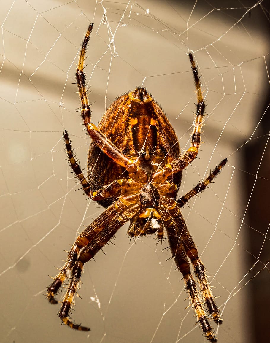 macro, spider, insect, nature, arachnid, cobweb, close up, animal, small, predator