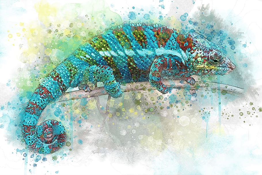 chameleon artwork, chameleon, reptile, lizard, zoo, creeping things, krupnyj plan, dragon, jungle, lies