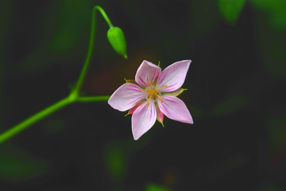 pink 5-petaled flower, nature, flowers, plants, leaf, wildflower, this cranesbill, summer, wild, s