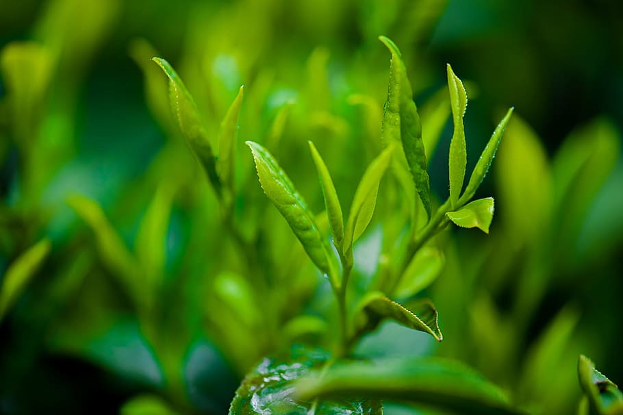 selective, focus photo, green, leafed, plant, tea, green tea, green color, growth, close-up
