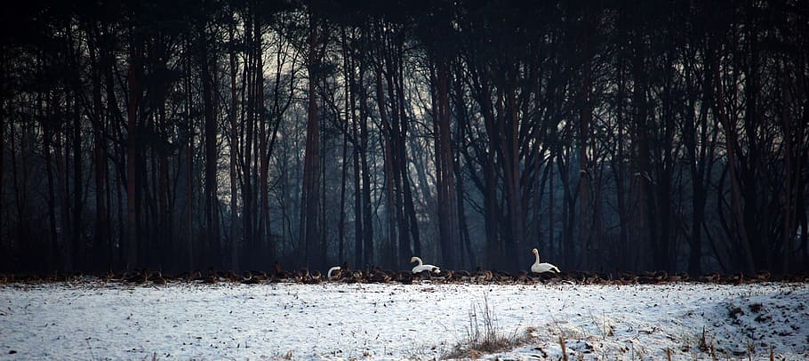 wild geese, swans, whooper swan, flock of birds, winter, snow, migratory birds, swarm, geese, birds