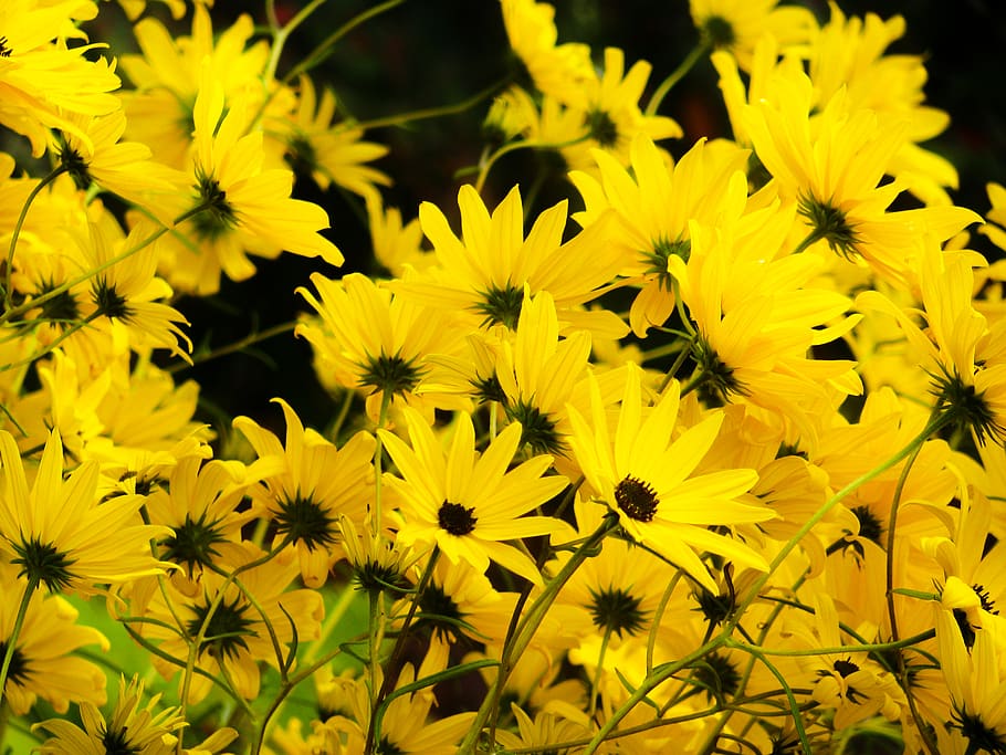 amarelo, flores, jardim, natureza, verão, flor, planta com flor, frescor, planta, fragilidade