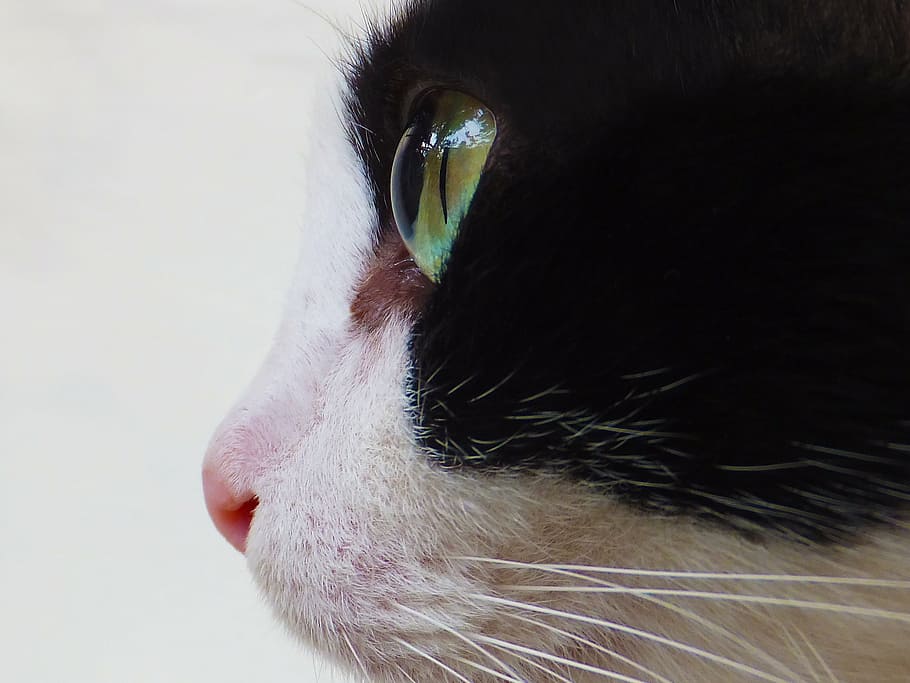 short-coated, white, black, cat, cat's eyes, cat face, animal, feline, domestic, fur