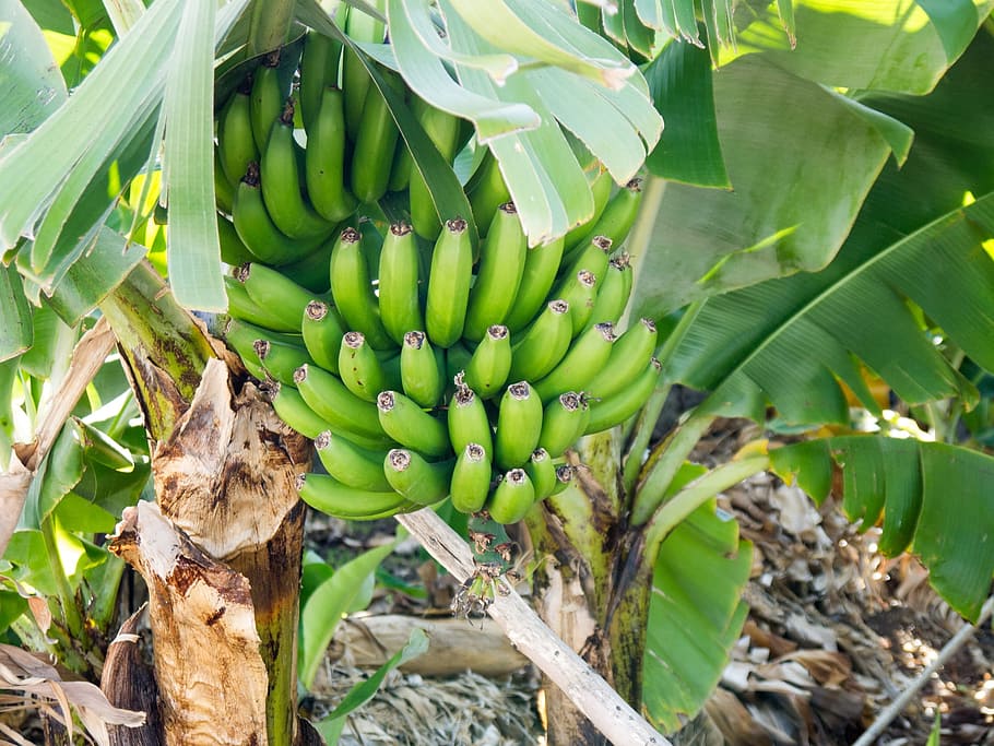 pisang, hijau, belum dewasa, semak pisang, pohon pisang, budidaya pisang, buah tropis, buah-buahan, tanaman, makanan
