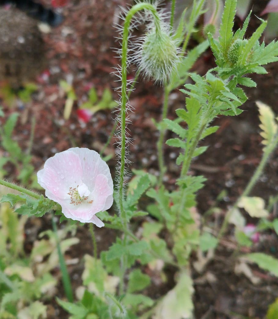 Light Pink Poppy Flowers Growth Plant Flowering Plant Flower