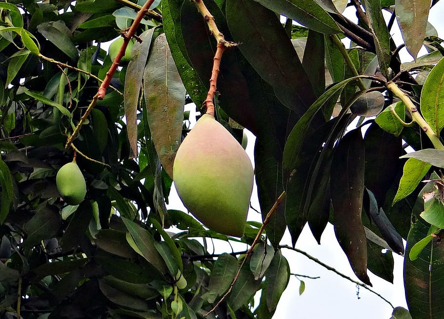 mango, totapuri, high-yield, fruit, tropical, india, healthy eating, food and drink, food, plant