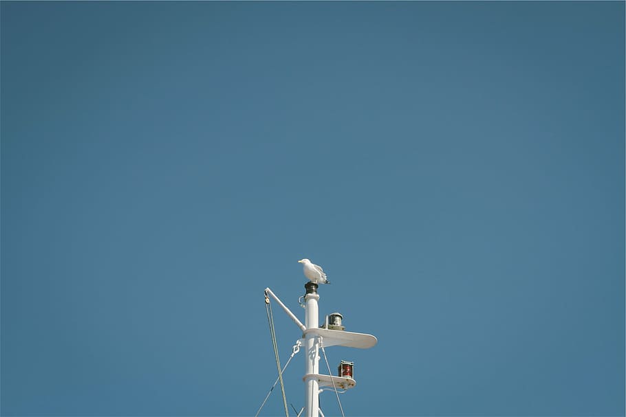 white, bird perch, tower, daytime, bird, top, black, metal, mast, blue