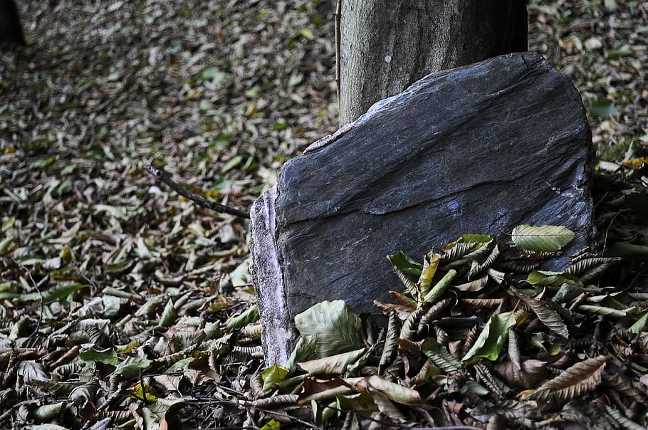 stone, dreary, foliage, plant, tree, wood - material, nature, day, focus on foreground, close-up