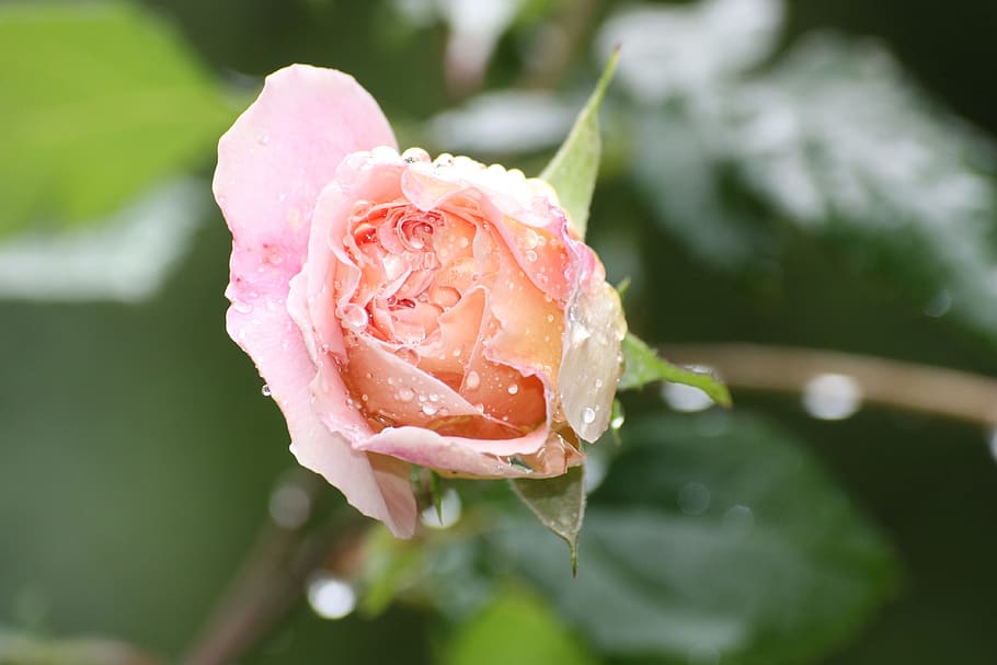 Rosa, Rosa rosa, flor rosa, flor, rosas cor de rosa, rosas do jardim, natureza, gota de água, flores rosa, planta