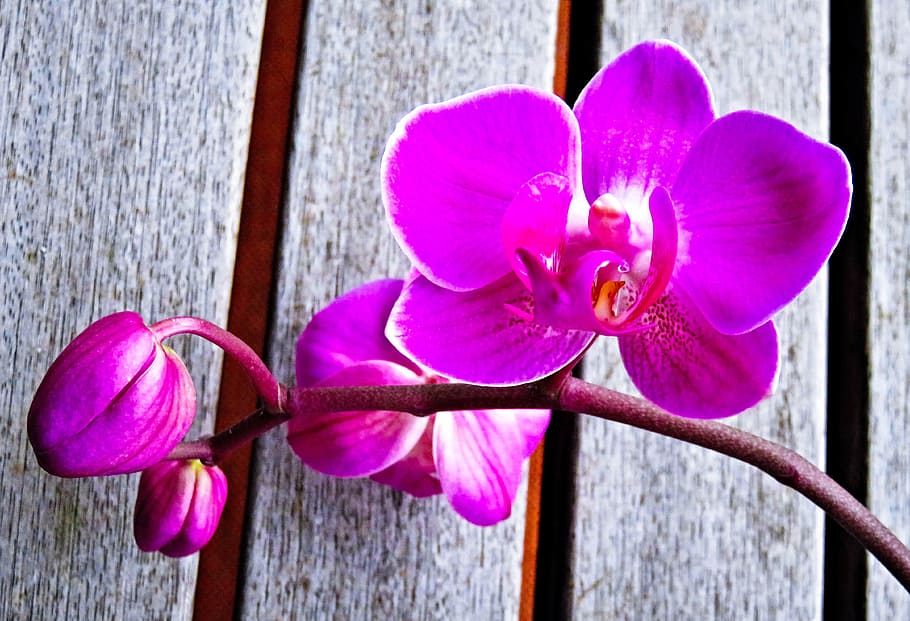 plant, orchid, phalaenopsis, butterfly orchid, exotic flower, flower with buds, close, color, purple pink, bright flowers outside edges