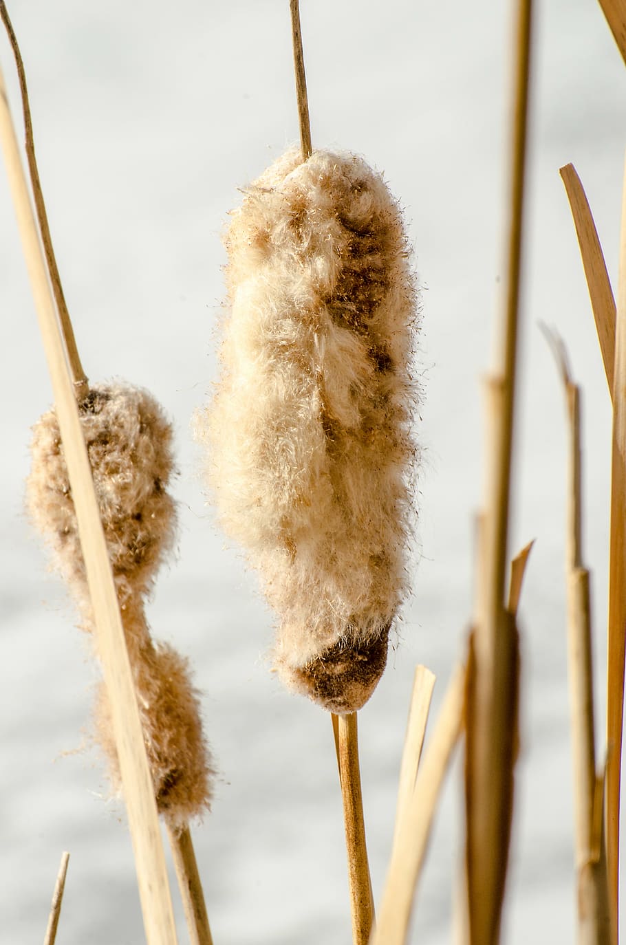 cattails, cattail, reeds, plants, lake plants, winter, nature, reed, plant, wetland