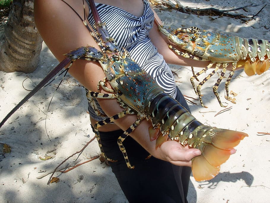 Crawfish, Laut, Crustacea, Australia, wanita, orang-orang, pantai, di luar rumah, alam, bagian rendah