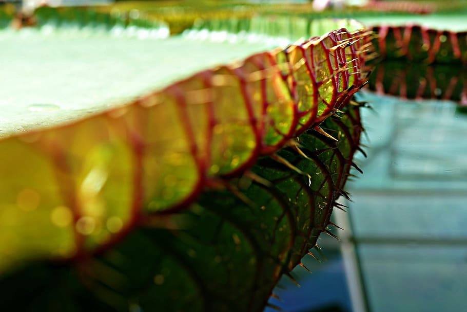 thorny sides, beware, giant water lily, victoria amazonica, edge of leaf, reflection, selective focus, in a row, day, nature