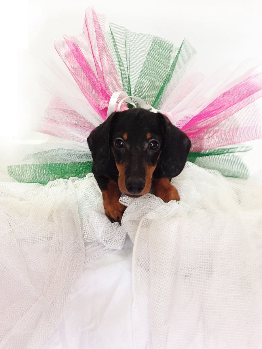 adult dachshund, tutu skirt, Dachshund, Puppy, Dog, Pet, Canine, purebred, adorable, young