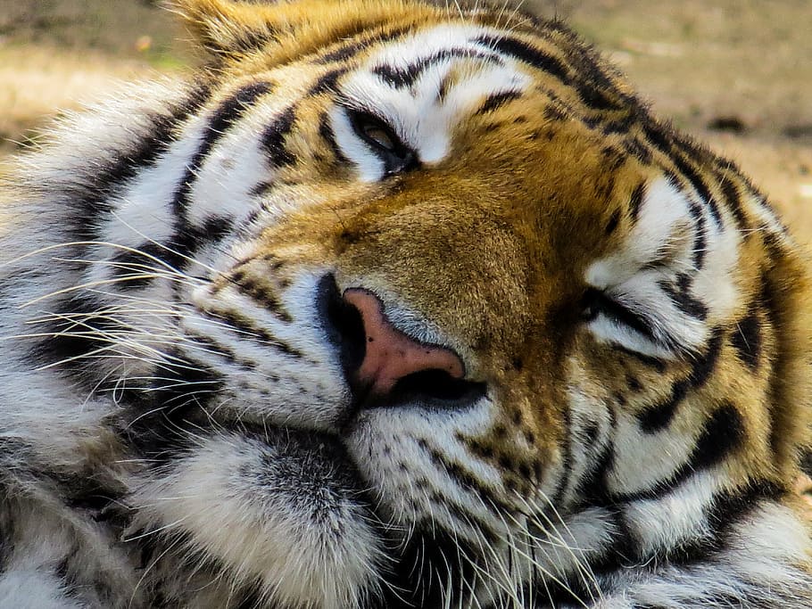 tiger sleeping, tiger, head, cat, close, eyes, tired, rest, zoo, relaxation