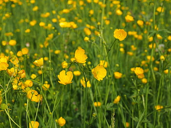 buttercup-pointed-flower-flowers-yellow-royalty-free-thumbnail.jpg