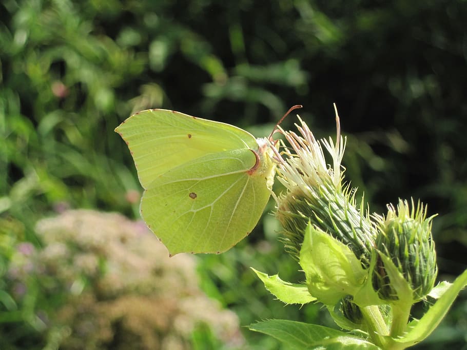Insecto, mariposa, Gonepteryx Rhamni, naturaleza, color verde, flor, planta, primer plano, verano, animal
