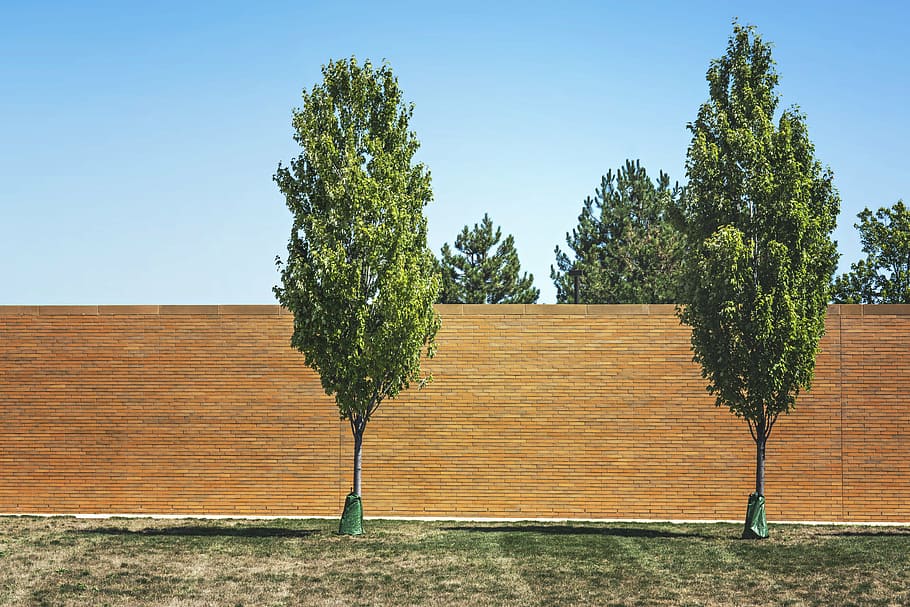 two, green, trees, concrete, wall, daytime, leaf, day, time, grass