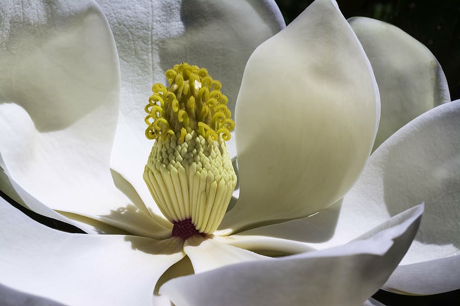 closeup, photography, white, magnolia flower, magnolia, flowers, park, spring, garden, white flower