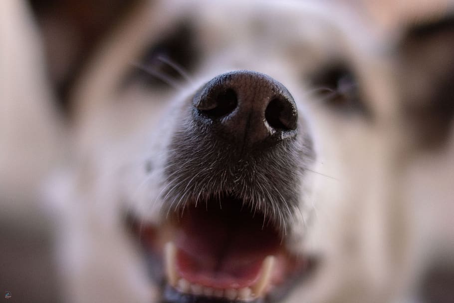 dog, nose, 50mm, puppy, animal, pet, canine, doggy, domestic, one animal