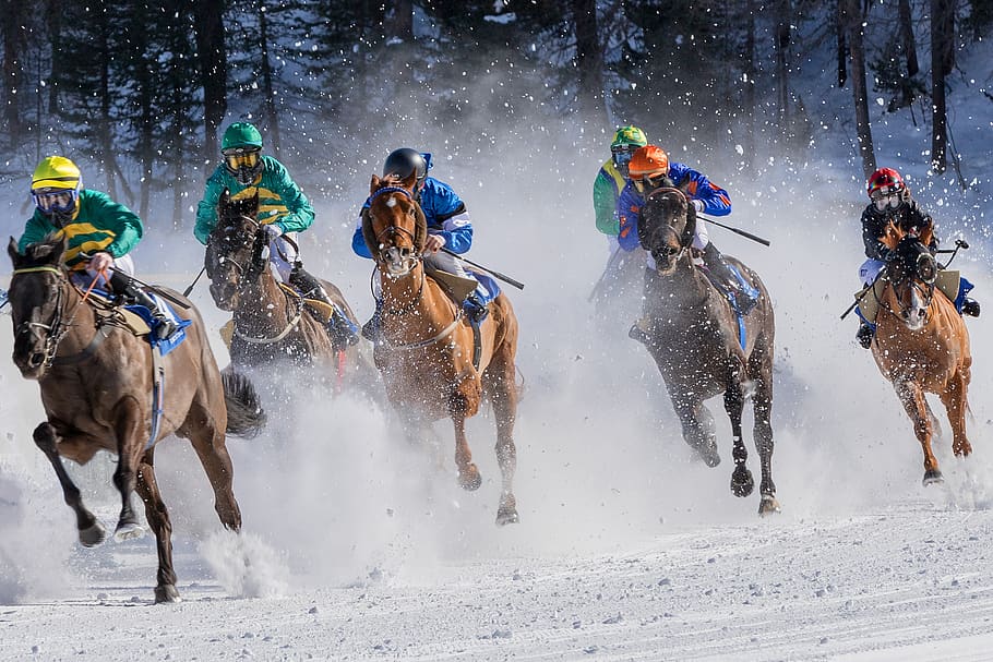 carreras de caballos, galope, jinete, caballos, ecuestre, velocidad, frío, oberengadin, engadin, suiza