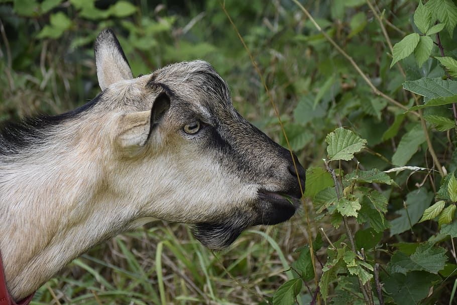 goat, goat jupiter, herbivore, ruminant, kid, mammal, nature, animal, field, portrait