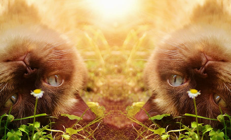 two siamese cats, cat, british shorthair, thoroughbred, fur, brown, double, mirroring, beige, blue eye