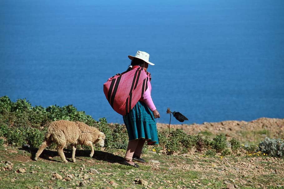 woman, carrying, pink, black, bag, standing, sheep, body, water, lake