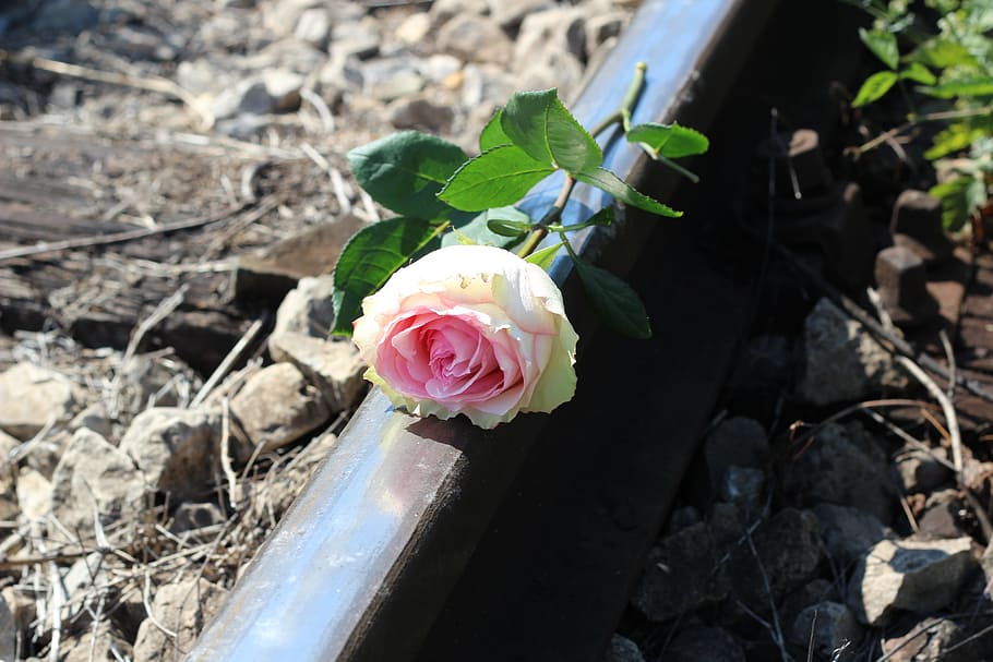 pink, white, rose, grey, rod, daytime, stop teenager suicide, white pink rose, railway, stop student suicide