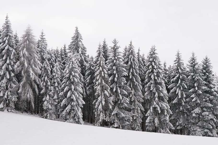 pine trees, covered, snow, forest, wintry, snowy, winter magic, trees, winter, nature