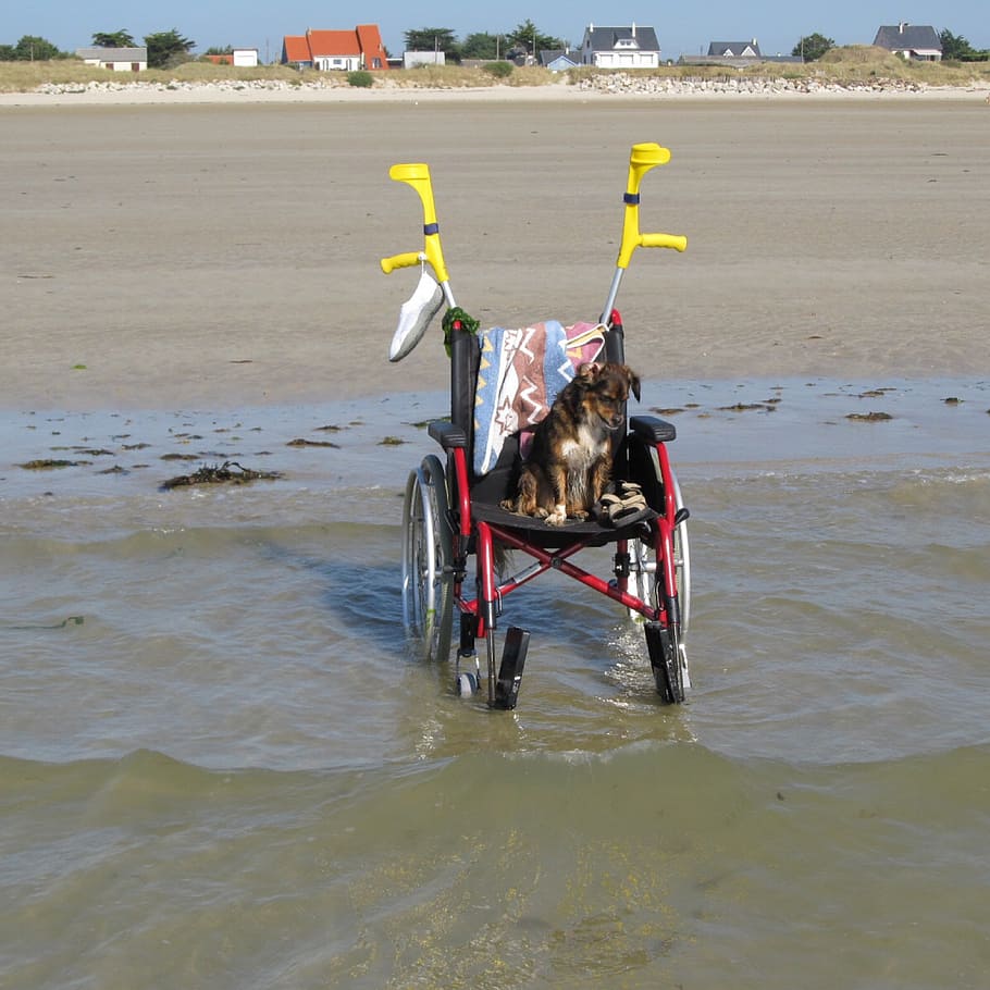 wheelchair, beach, holiday, water, walker, domestic, mammal, domestic animals, one animal, pets