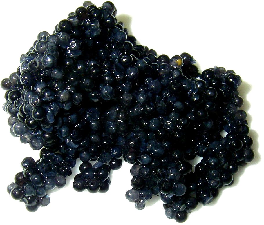 caviar, blanco, superficie, desovar, interferencia, lujo, oro negro, cocinar, alimentos, comer