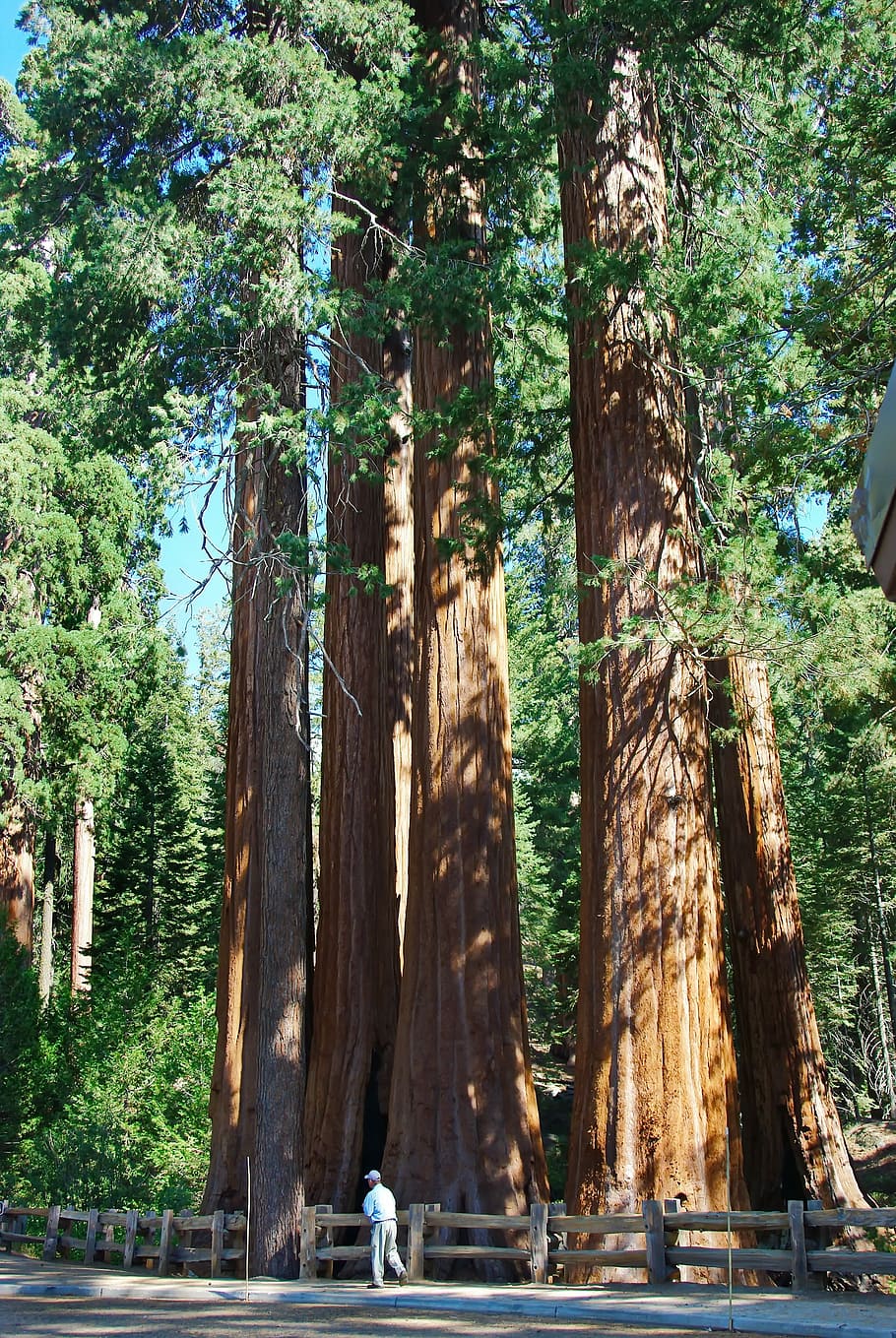 Usa, Sequoia Park, Redwoods, Tree, immensity, power, botany, height, tree trunk, nature