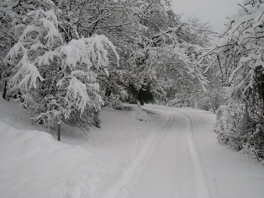 floresta, abeto, inverno, neve, estrada gelada, inverno branco, natal branco, frio, temperatura fria, árvore