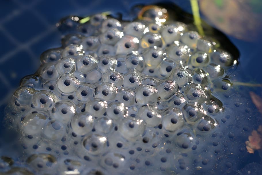 micro, photography, fish eggs, Frog Spawn, Eggs, Common Frog, young, rana temporaria, water, jelly