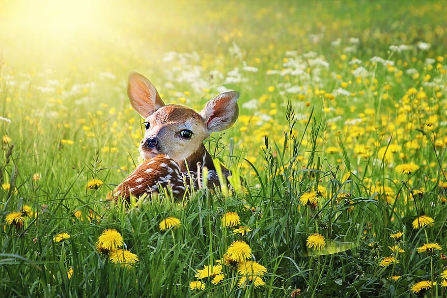 fawn, deer, baby, nature, young, wildlife, animal, bambi, cute, grass